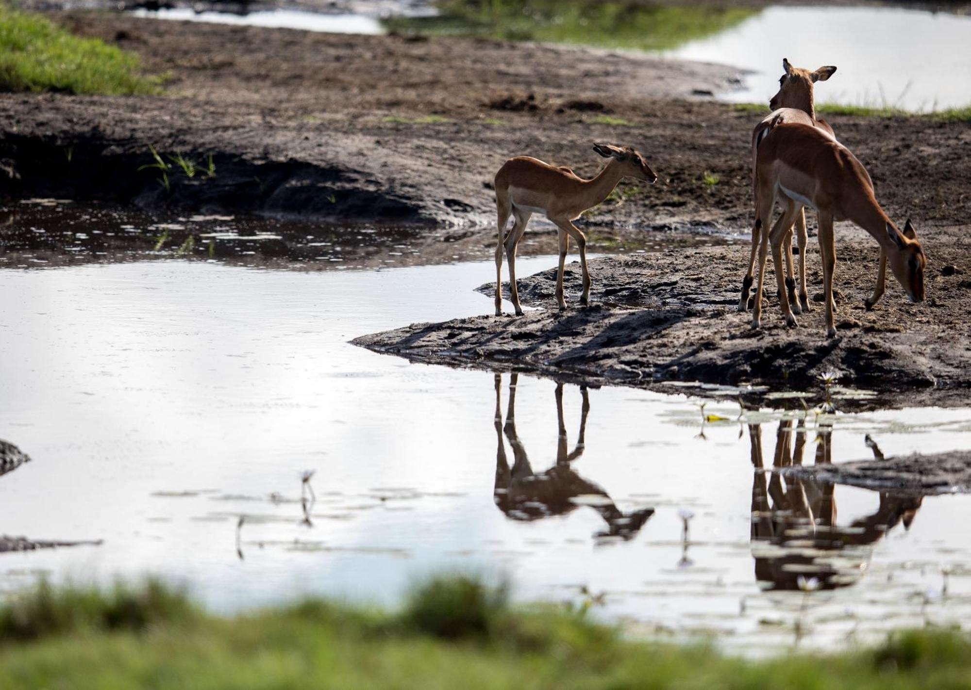 Royal Thonga Safari Lodge Sihangwane Esterno foto