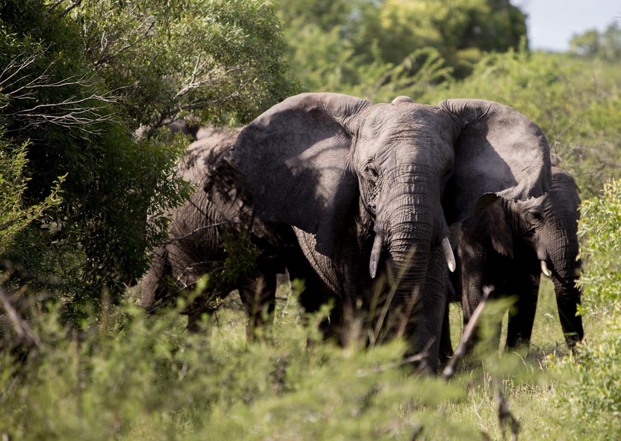 Royal Thonga Safari Lodge Sihangwane Esterno foto