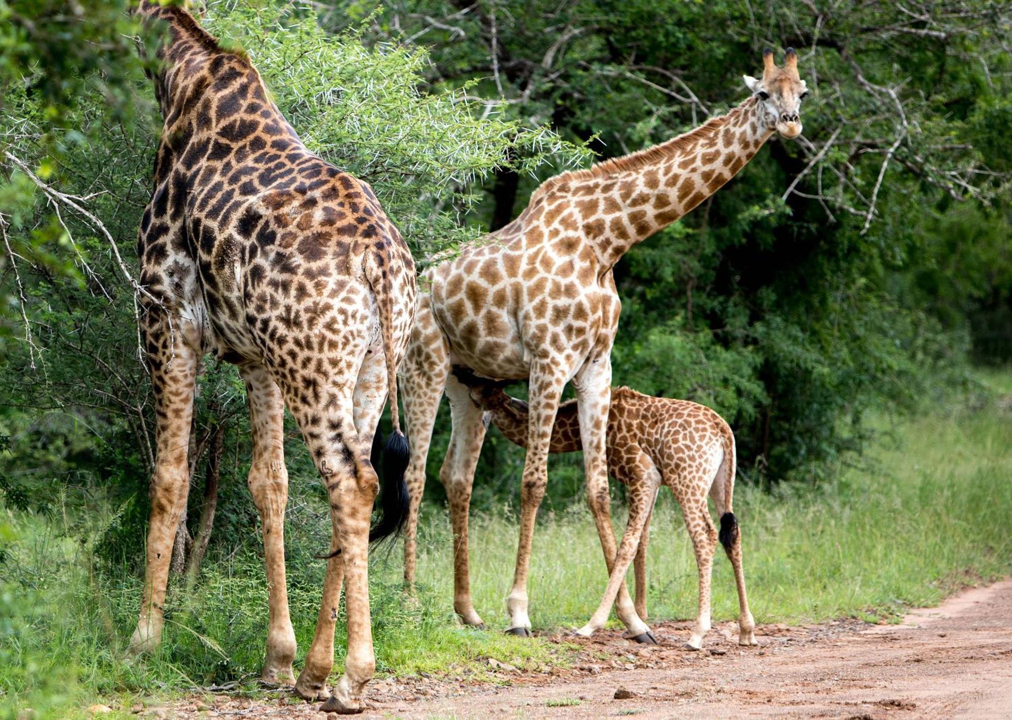 Royal Thonga Safari Lodge Sihangwane Esterno foto