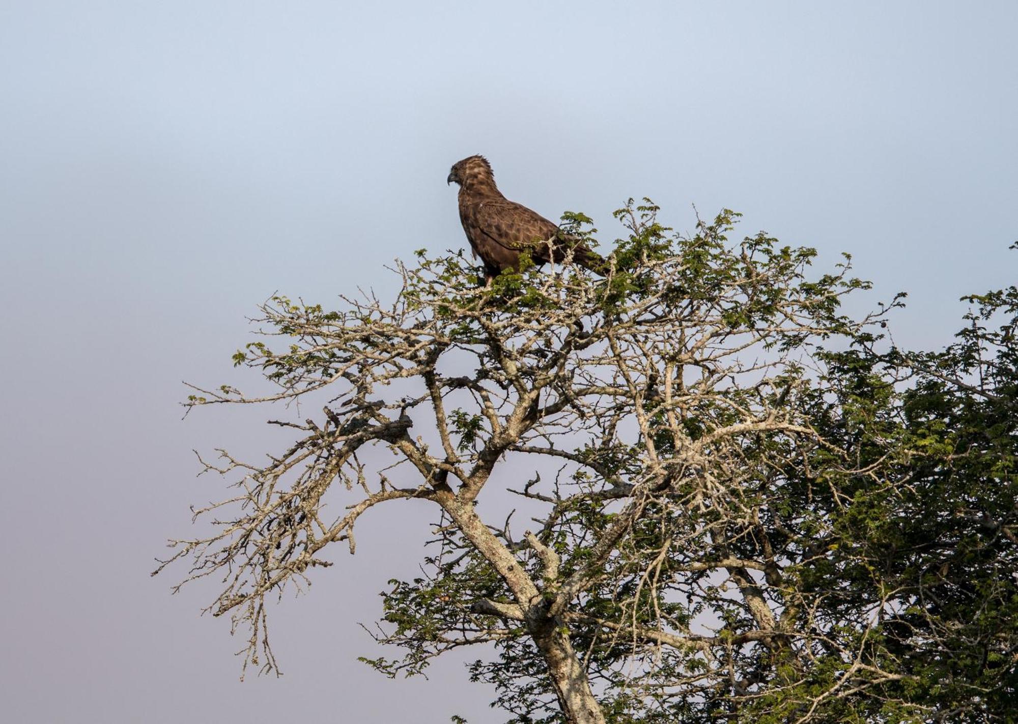Royal Thonga Safari Lodge Sihangwane Esterno foto