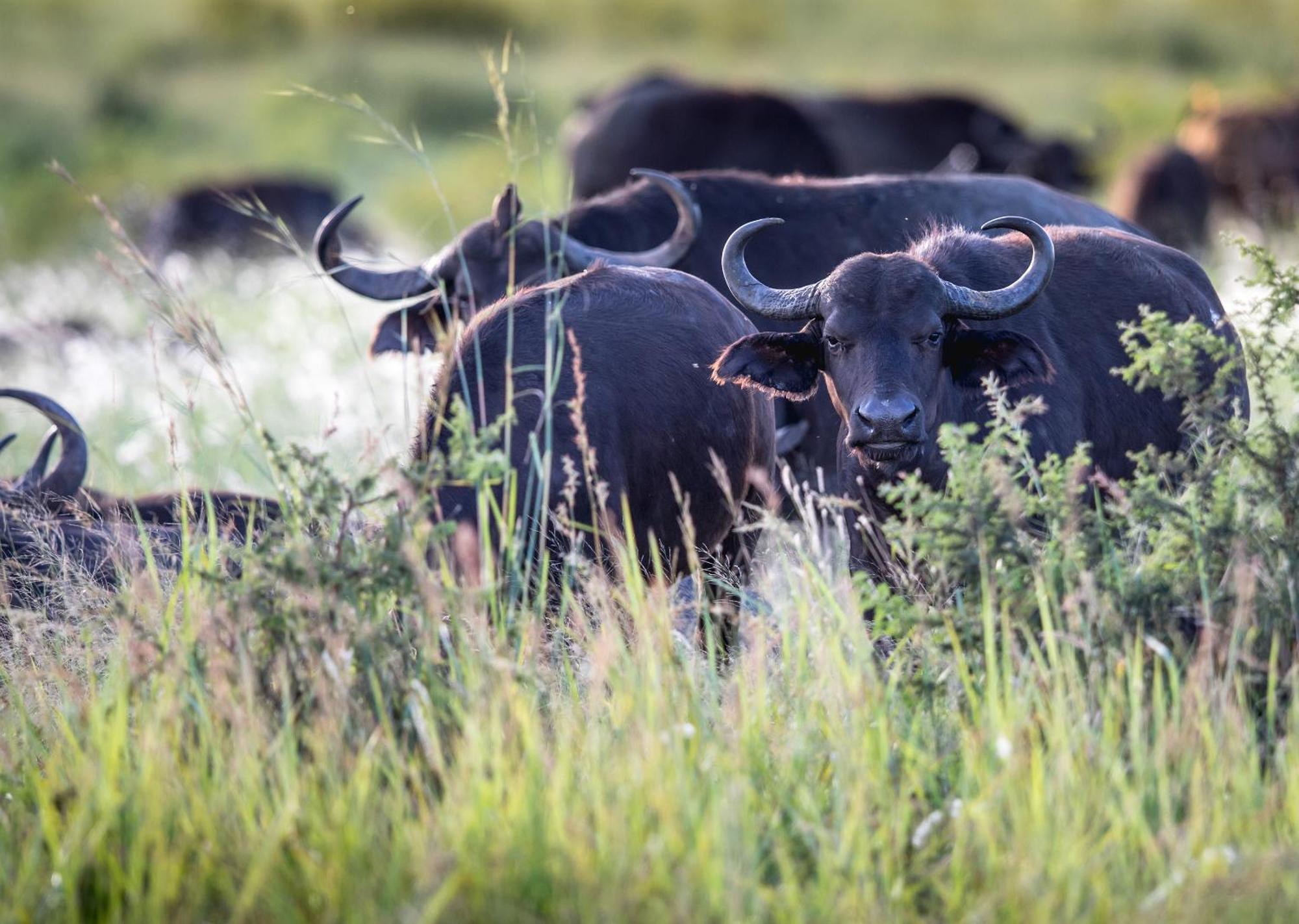 Royal Thonga Safari Lodge Sihangwane Esterno foto