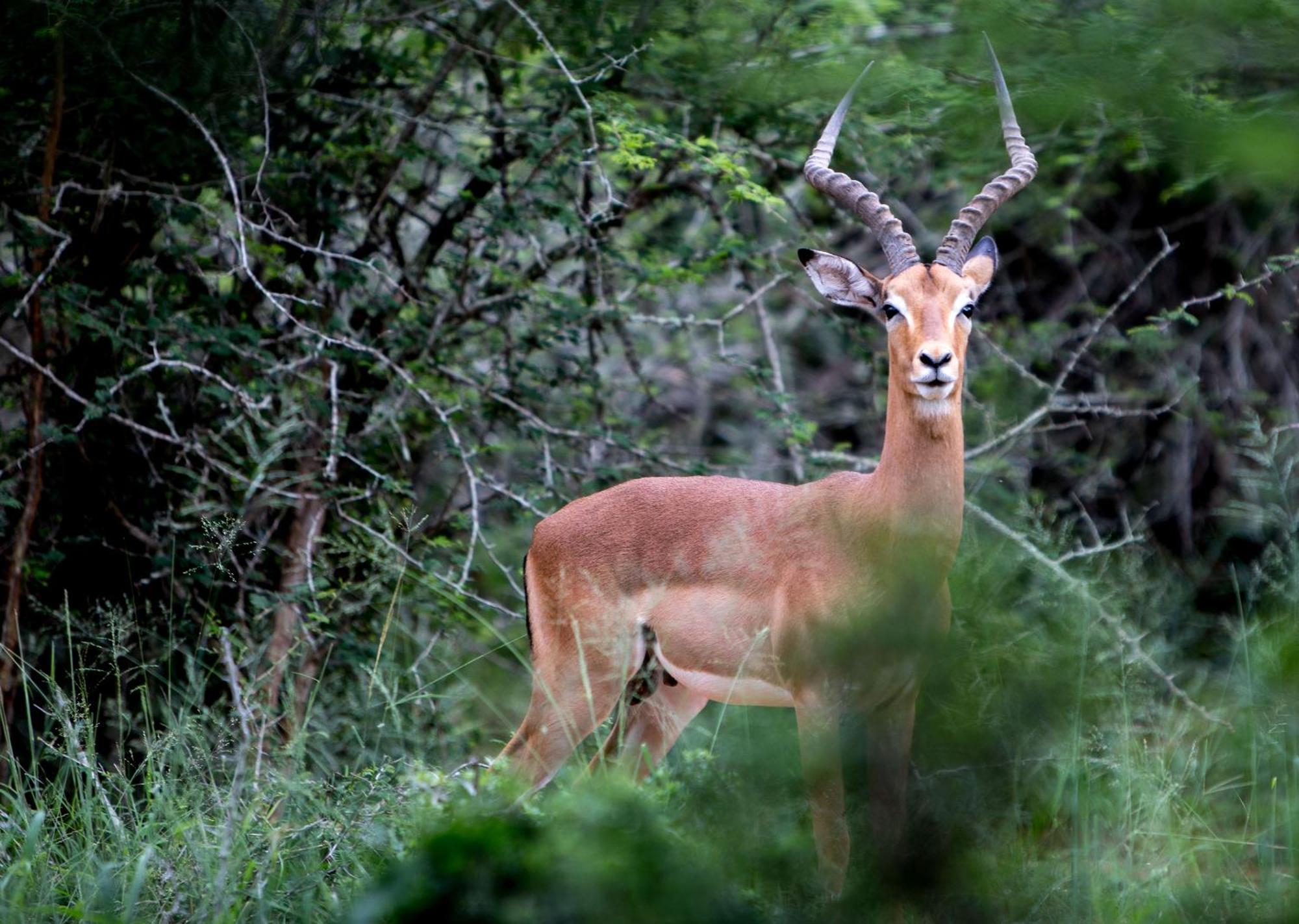 Royal Thonga Safari Lodge Sihangwane Esterno foto