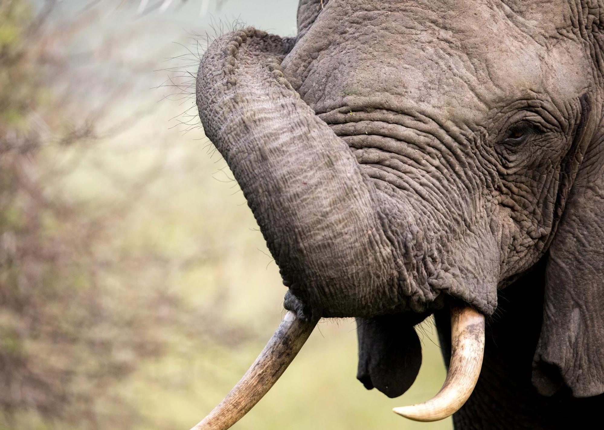 Royal Thonga Safari Lodge Sihangwane Esterno foto