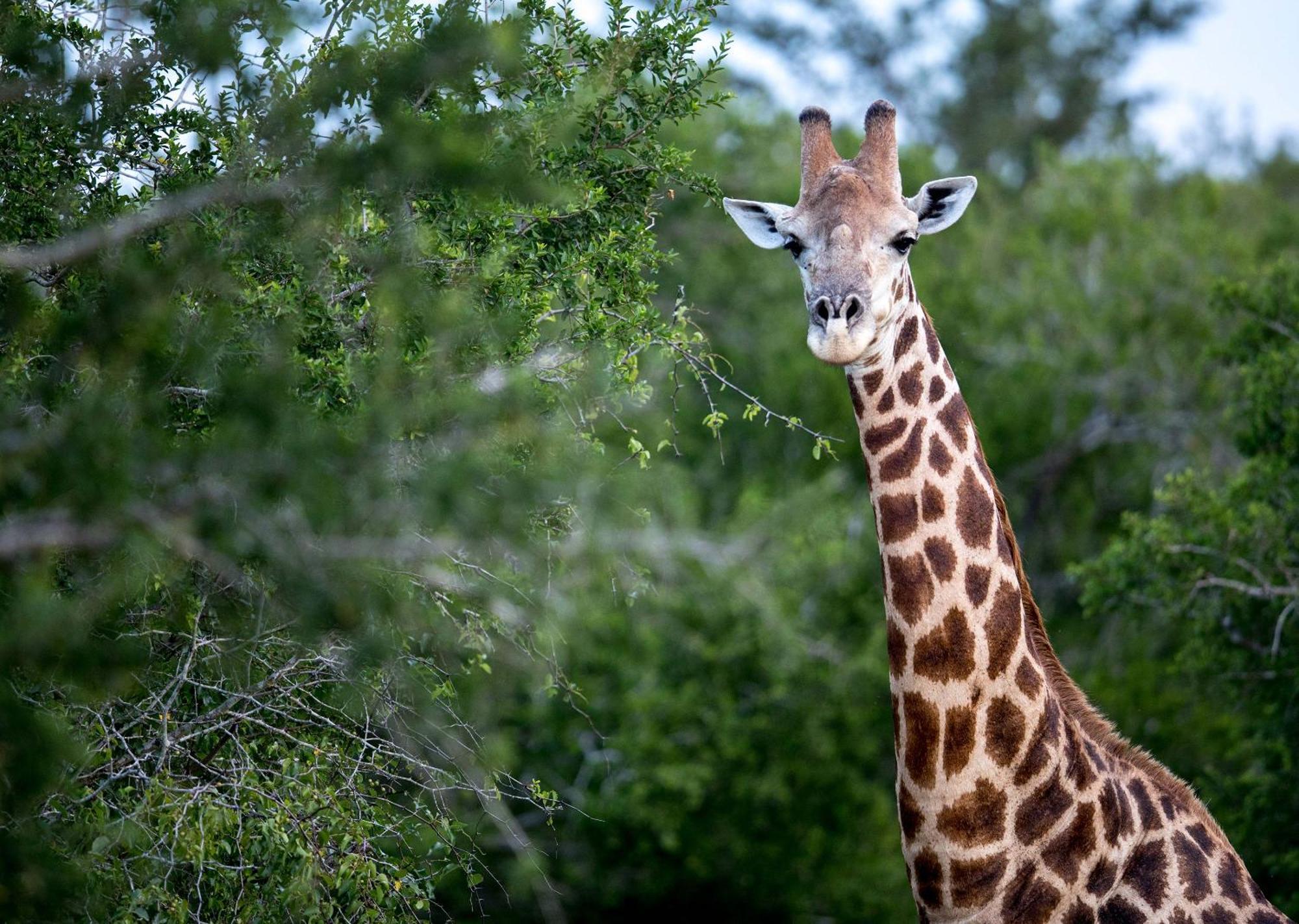 Royal Thonga Safari Lodge Sihangwane Esterno foto