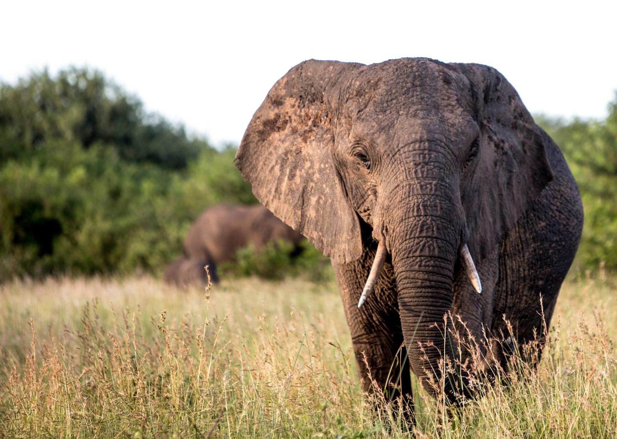 Royal Thonga Safari Lodge Sihangwane Esterno foto