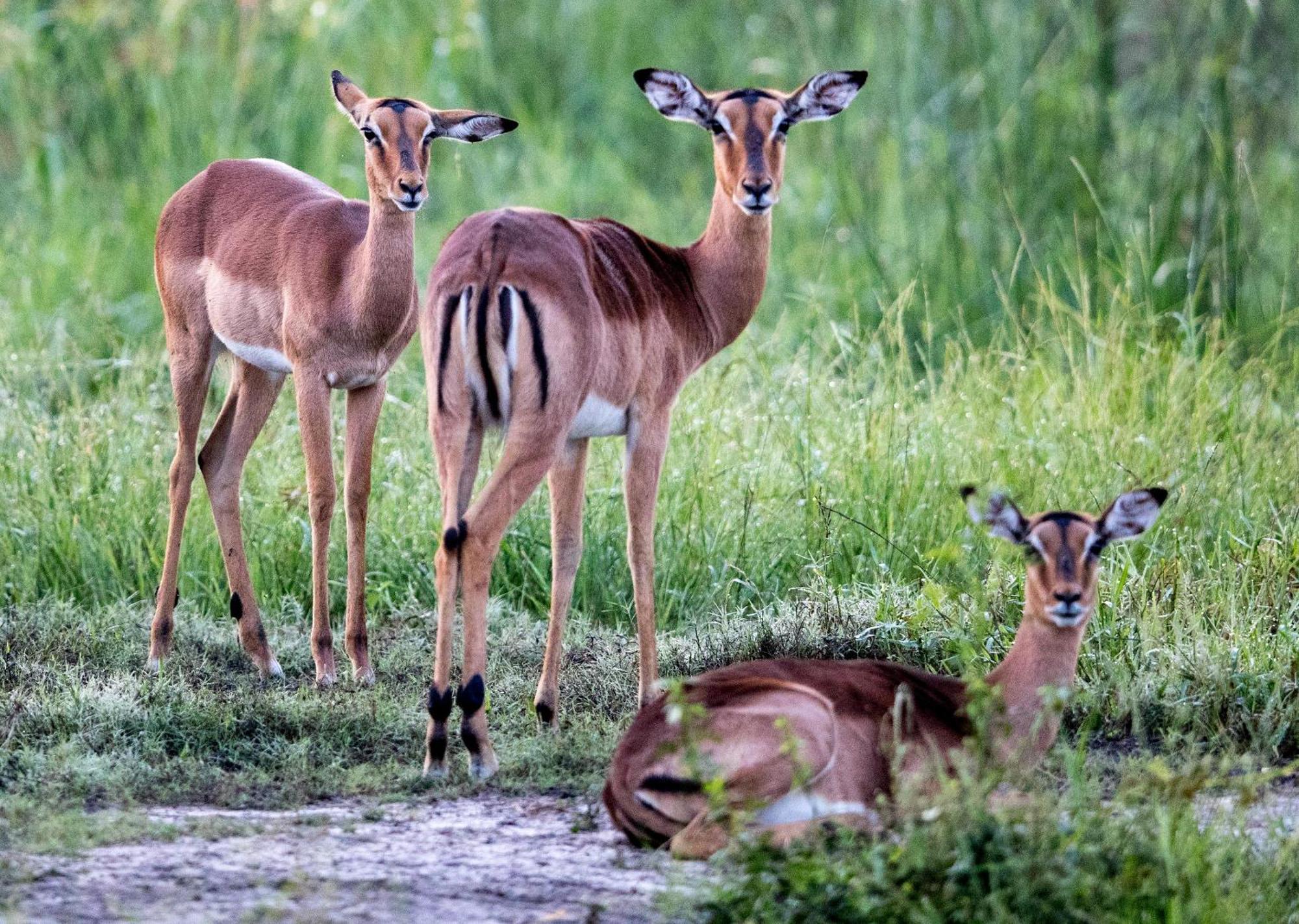 Royal Thonga Safari Lodge Sihangwane Esterno foto
