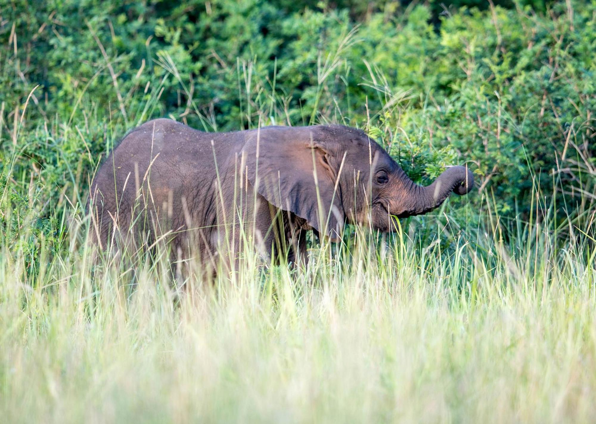 Royal Thonga Safari Lodge Sihangwane Esterno foto